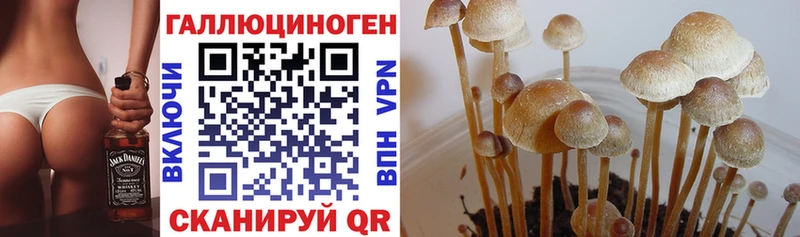 Галлюциногенные грибы мицелий  Купить закладки  Борисоглебск 